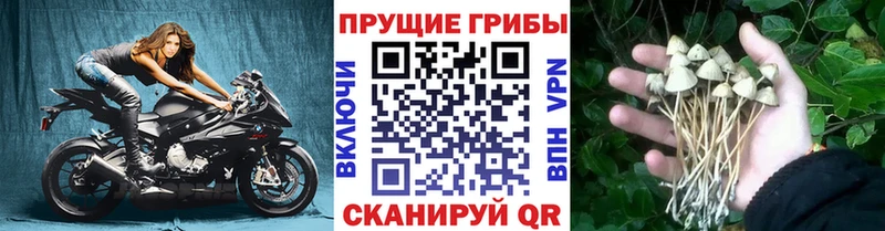Купить  Камышлов  Псилоцибиновые грибы мухоморы 